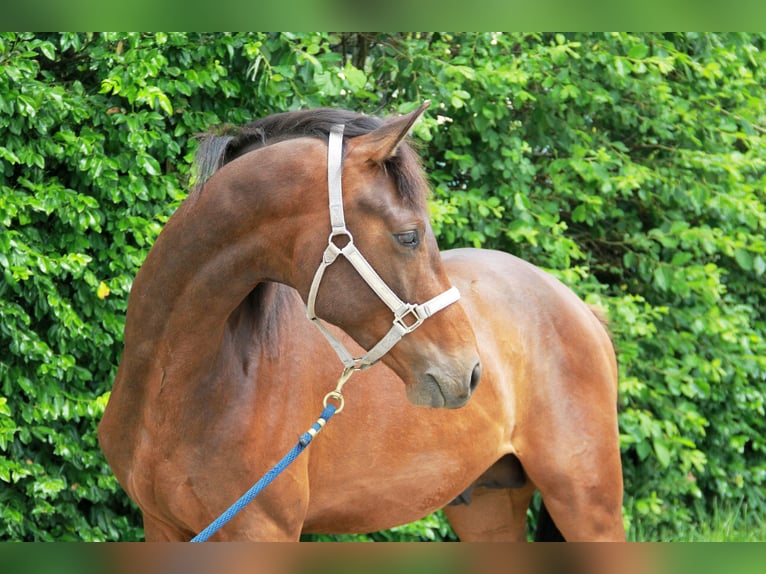 Sportivo Tedesco / Sportivo della Germania Stallone 2 Anni 170 cm Baio in Neckargemünd