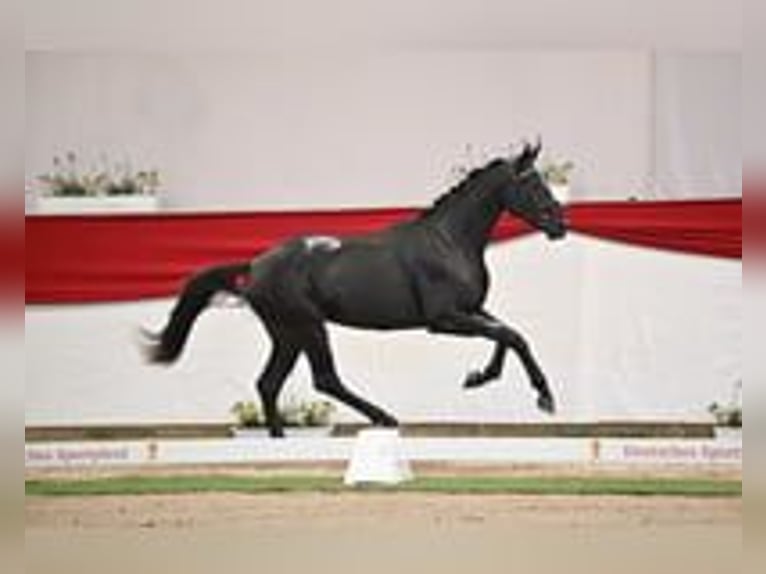 Sportivo Tedesco / Sportivo della Germania Stallone 2 Anni 170 cm Morello in BrahmenauP&#xF6;lzig