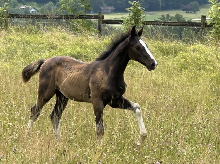 Sportivo Tedesco / Sportivo della Germania Stallone 2 Anni 170 cm Morello in Tiefenbach