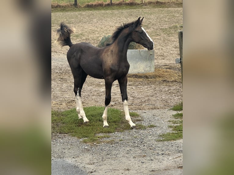 Sportivo Tedesco / Sportivo della Germania Stallone 2 Anni 170 cm Morello in Tiefenbach