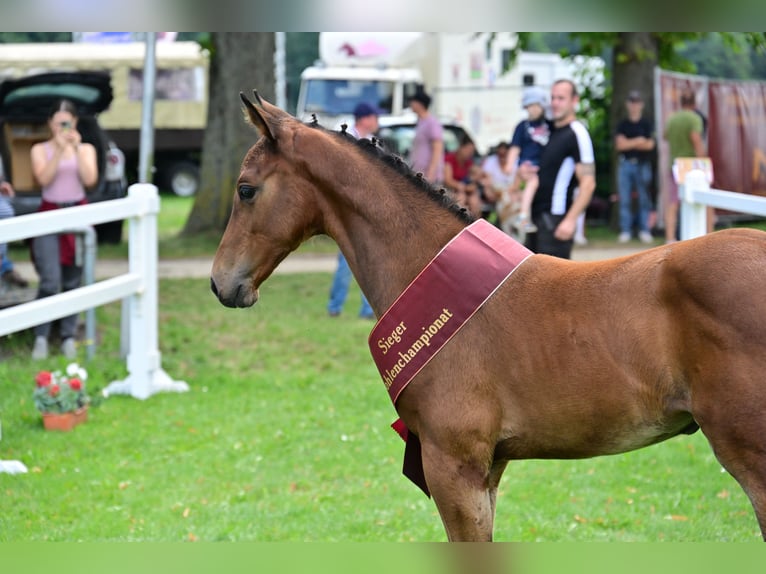 Sportivo Tedesco / Sportivo della Germania Stallone 2 Anni 175 cm Baio in Arendsee