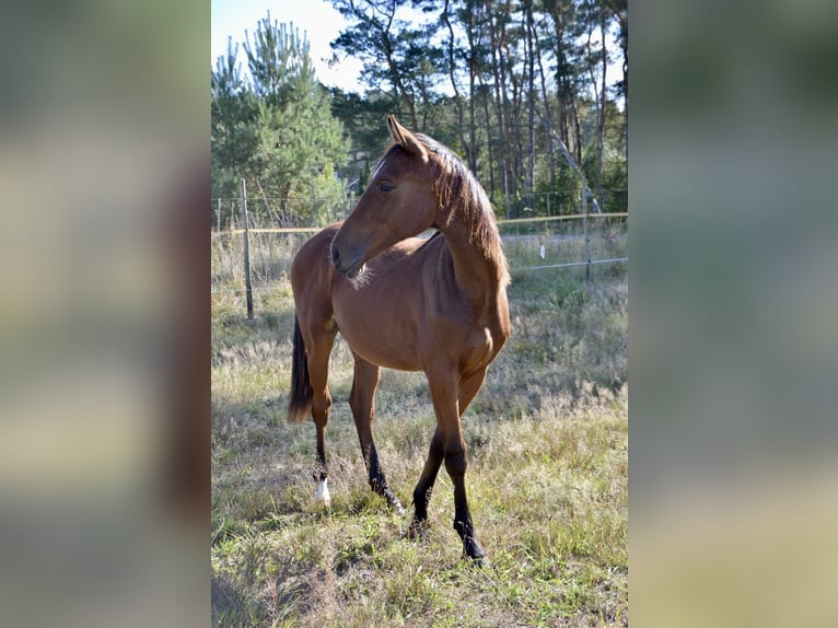 Sportivo Tedesco / Sportivo della Germania Stallone 2 Anni 175 cm Baio in Arendsee