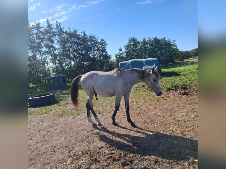Sportivo Tedesco / Sportivo della Germania Stallone 2 Anni 175 cm Grigio in Helmstedt