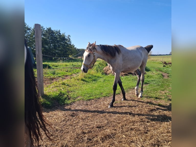 Sportivo Tedesco / Sportivo della Germania Stallone 2 Anni 175 cm Grigio in Helmstedt