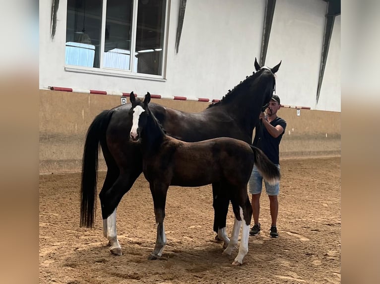 Sportivo Tedesco / Sportivo della Germania Stallone 2 Anni Baio nero in Burgthann