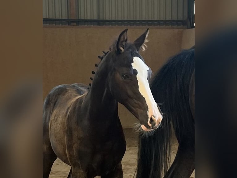 Sportivo Tedesco / Sportivo della Germania Stallone 2 Anni Baio nero in Burgthann