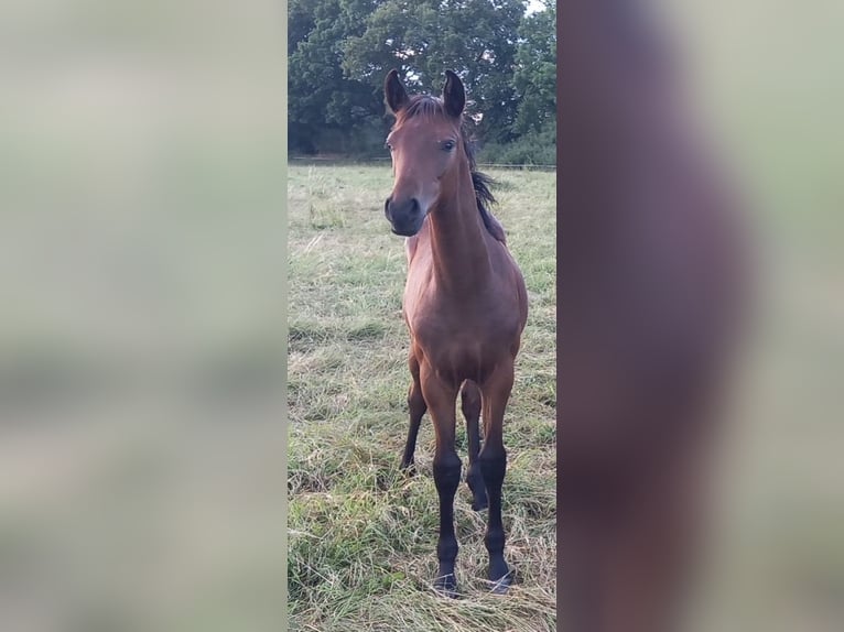 Sportivo Tedesco / Sportivo della Germania Stallone 2 Anni Baio scuro in Heddesheim