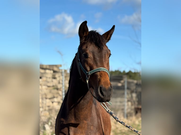 Sportivo Tedesco / Sportivo della Germania Stallone 2 Anni Baio scuro in Heddesheim