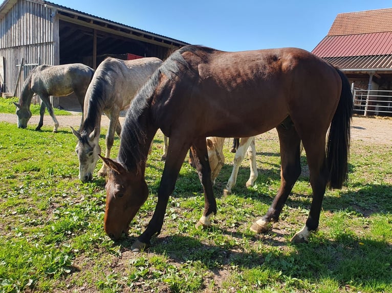Sportivo Tedesco / Sportivo della Germania Stallone 2 Anni in Haiterbach