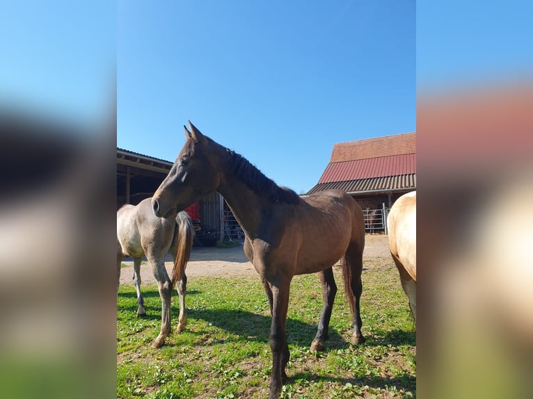 Sportivo Tedesco / Sportivo della Germania Stallone 2 Anni in Haiterbach