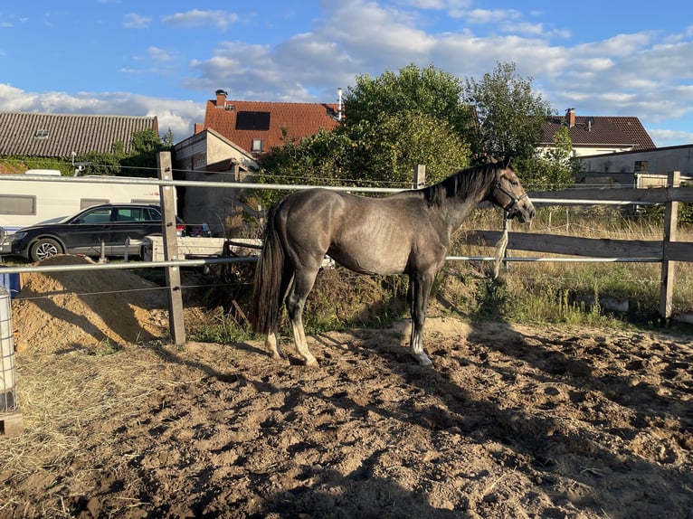 Sportivo Tedesco / Sportivo della Germania Stallone 3 Anni 162 cm Grigio pezzato in JahrstedtKlötze