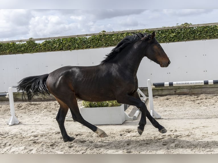 Sportivo Tedesco / Sportivo della Germania Stallone 3 Anni 163 cm Baio in Waddinxveen