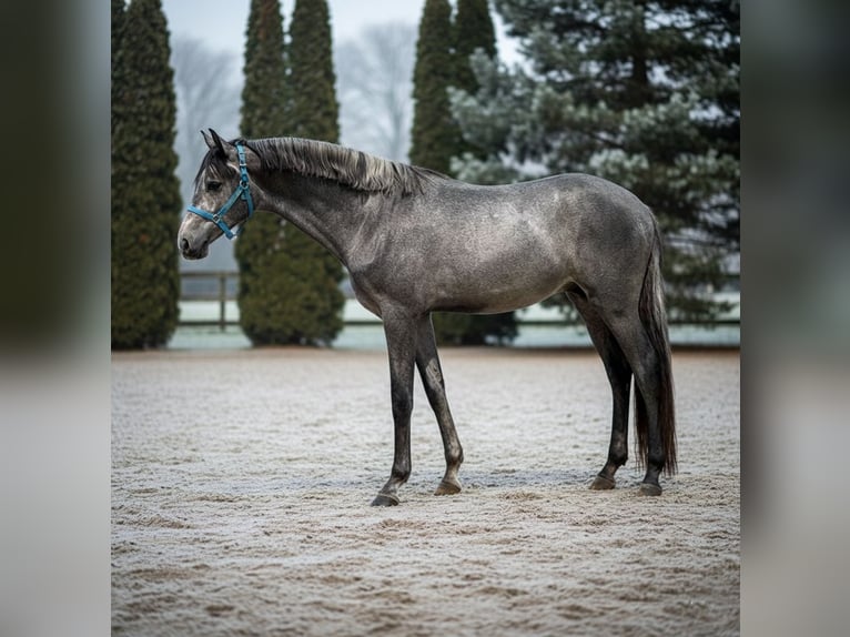 Sportivo Tedesco / Sportivo della Germania Stallone 3 Anni 163 cm Grigio in Mor