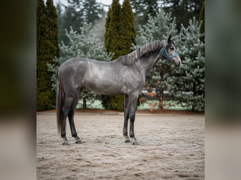 Sportivo Tedesco / Sportivo della Germania Stallone 3 Anni 163 cm Grigio in Mor