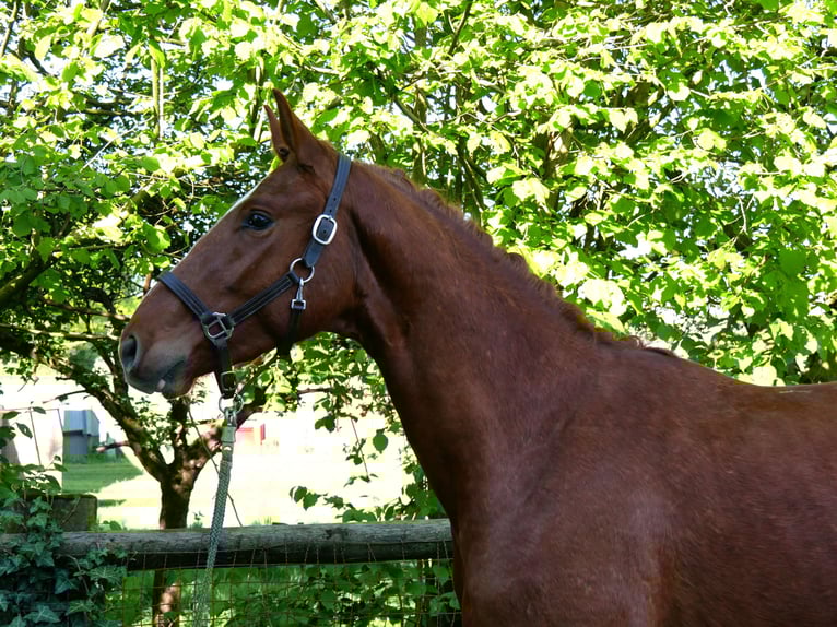Sportivo Tedesco / Sportivo della Germania Stallone 3 Anni 165 cm in Dorsten