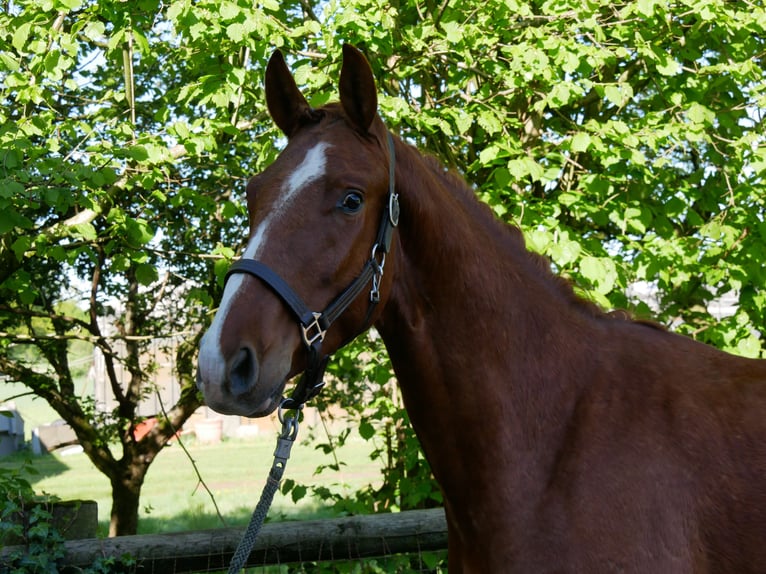 Sportivo Tedesco / Sportivo della Germania Stallone 3 Anni 165 cm in Dorsten
