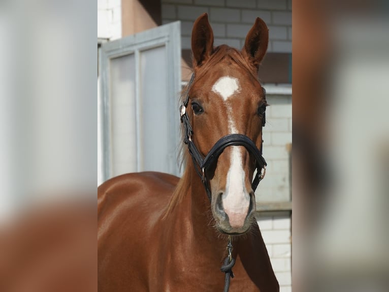 Sportivo Tedesco / Sportivo della Germania Stallone 3 Anni 165 cm Sauro in Neumarkt in der Oberpfalz