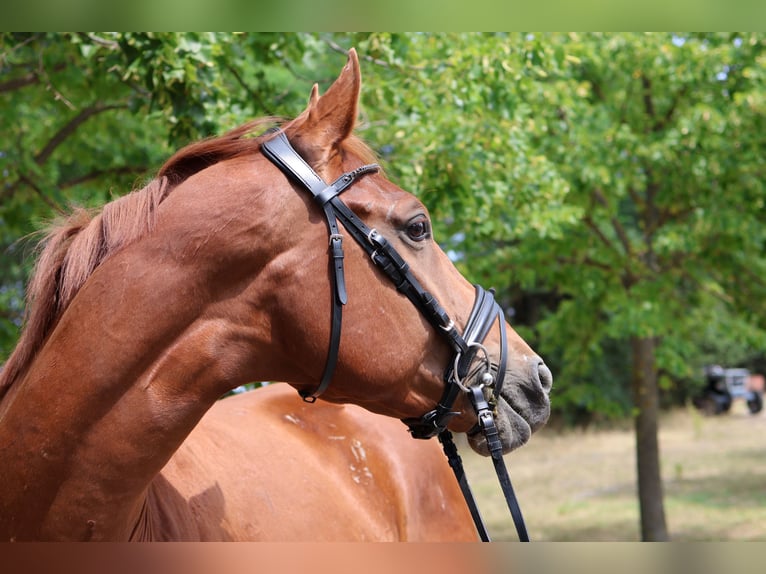 Sportivo Tedesco / Sportivo della Germania Stallone 3 Anni 165 cm Sauro in GROTE-BROGEL