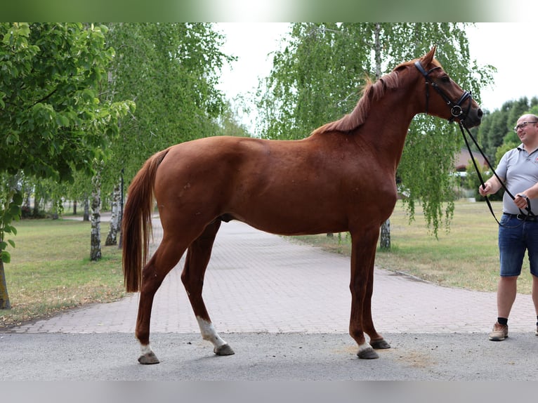 Sportivo Tedesco / Sportivo della Germania Stallone 3 Anni 165 cm Sauro in GROTE-BROGEL