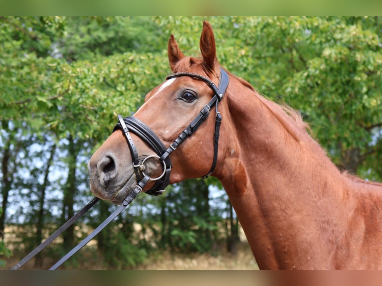 Sportivo Tedesco / Sportivo della Germania Stallone 3 Anni 165 cm Sauro in GROTE-BROGEL