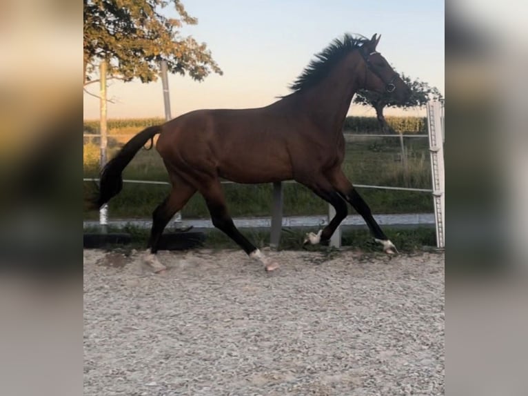 Sportivo Tedesco / Sportivo della Germania Stallone 3 Anni 166 cm Baio in Hainichen