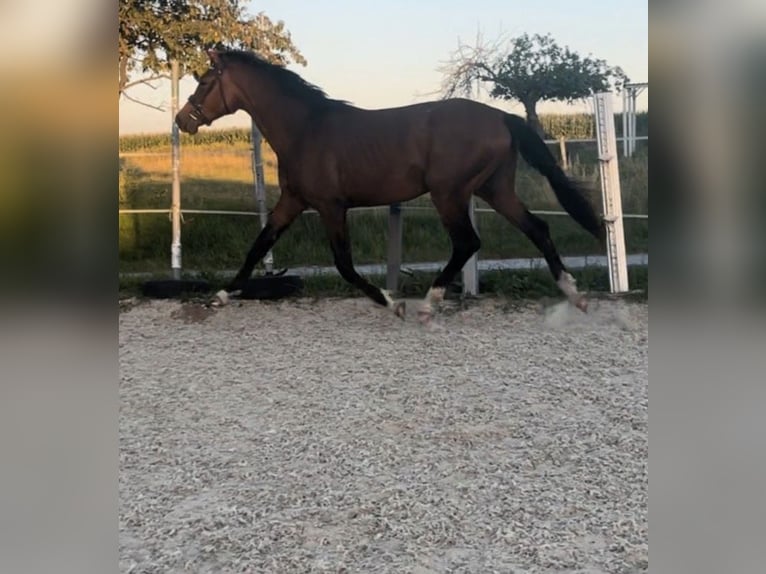 Sportivo Tedesco / Sportivo della Germania Stallone 3 Anni 166 cm Baio in Hainichen
