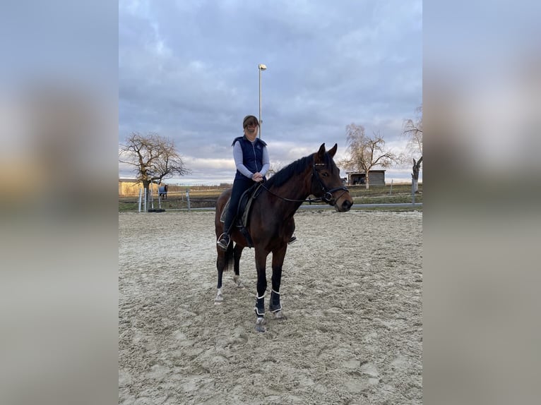 Sportivo Tedesco / Sportivo della Germania Stallone 3 Anni 166 cm Baio in Hainichen