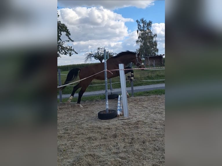 Sportivo Tedesco / Sportivo della Germania Stallone 3 Anni 166 cm Baio in Hainichen