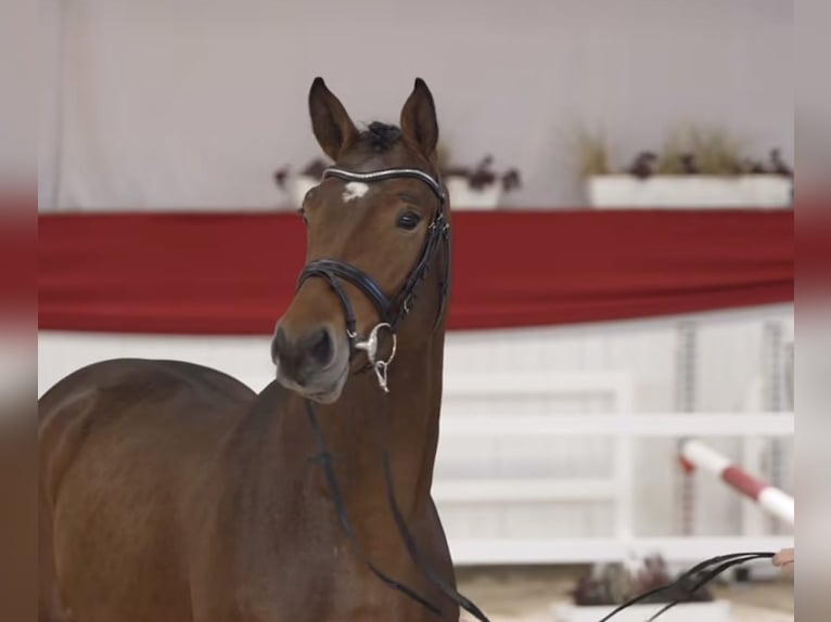 Sportivo Tedesco / Sportivo della Germania Stallone 3 Anni 166 cm Baio scuro in Gadegast