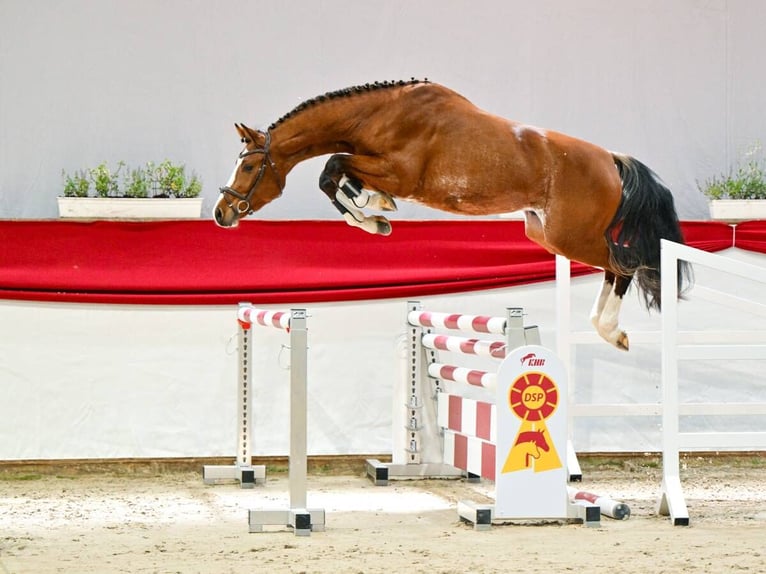 Sportivo Tedesco / Sportivo della Germania Stallone 3 Anni 167 cm Baio in Altlandsberg