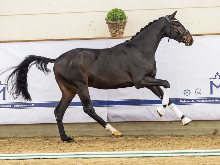 Sportivo Tedesco / Sportivo della Germania Stallone 3 Anni 167 cm Baio nero in Redefin
