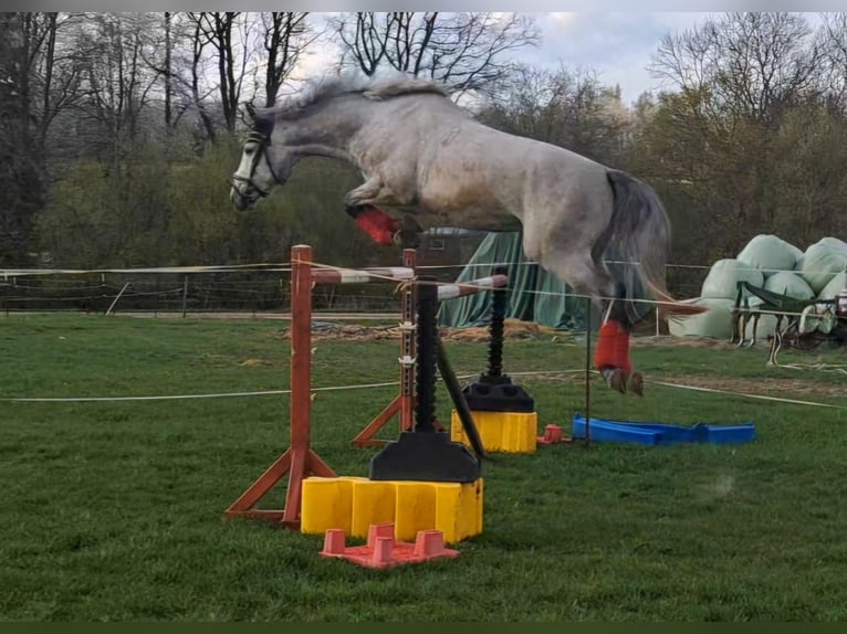 Sportivo Tedesco / Sportivo della Germania Stallone 3 Anni 170 cm Grigio in Flöha