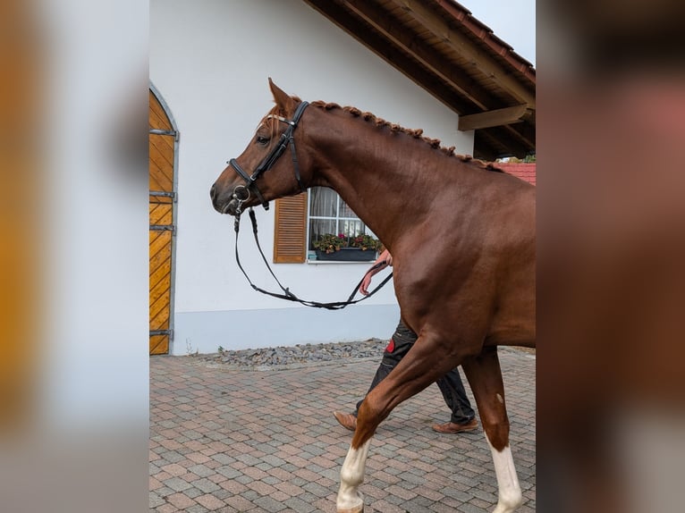 Sportivo Tedesco / Sportivo della Germania Stallone 3 Anni 170 cm Sauro in Schemmerhofen
