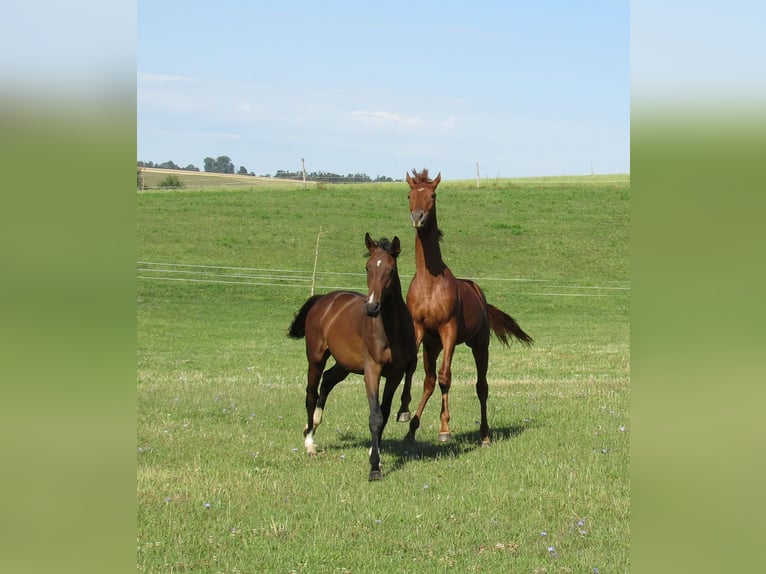 Sportivo Tedesco / Sportivo della Germania Stallone 3 Anni 172 cm Sauro in Querfurt
