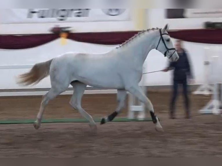 Sportivo Tedesco / Sportivo della Germania Stallone 3 Anni 173 cm Grigio in Someren