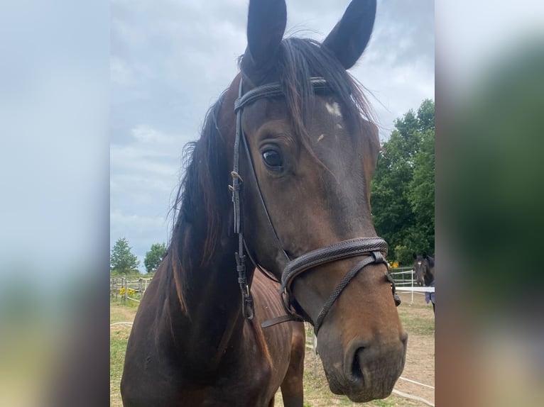 Sportivo Tedesco / Sportivo della Germania Stallone 3 Anni 174 cm in Leverkusen