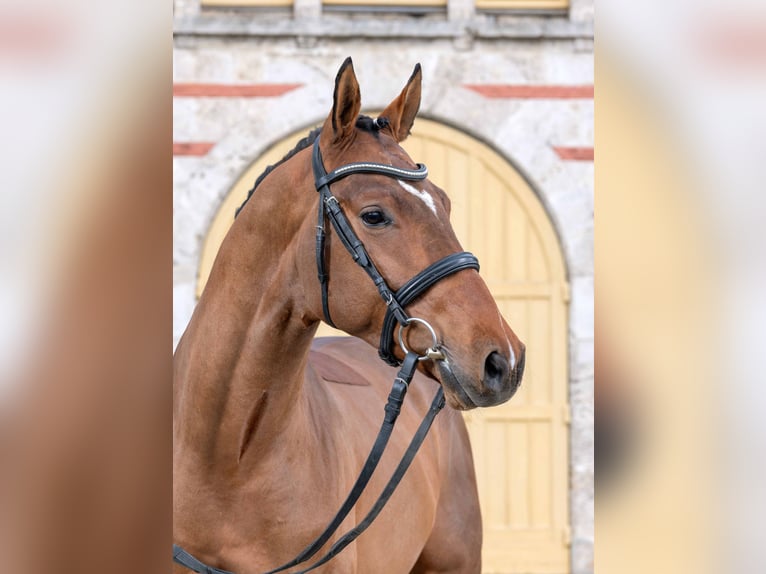 Sportivo Tedesco / Sportivo della Germania Stallone 3 Anni Baio in Gomadingen