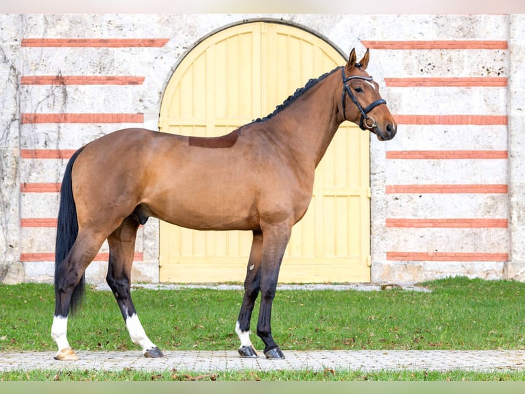 Sportivo Tedesco / Sportivo della Germania Stallone 3 Anni Baio in Gomadingen