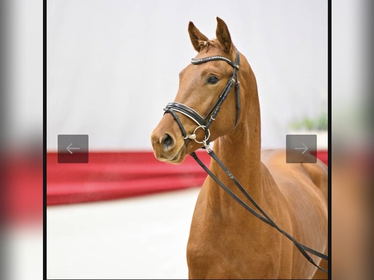 Sportivo Tedesco / Sportivo della Germania Stallone 3 Anni Sauro in Neustadt