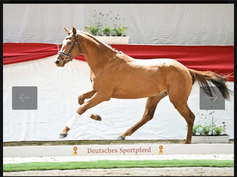 Sportivo Tedesco / Sportivo della Germania Stallone 3 Anni Sauro in Neustadt