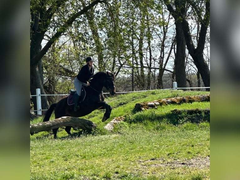 Sportivo Tedesco / Sportivo della Germania Stallone 4 Anni 160 cm Baio chiaro in Stahnsdorf