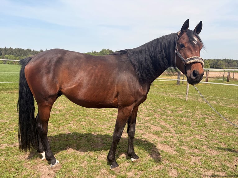 Sportivo Tedesco / Sportivo della Germania Stallone 4 Anni 164 cm Baio in Ellwangen (Jagst)