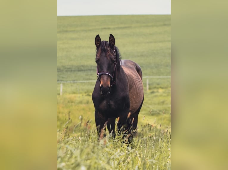 Sportivo Tedesco / Sportivo della Germania Stallone 4 Anni 165 cm Baio nero in Hohnstein