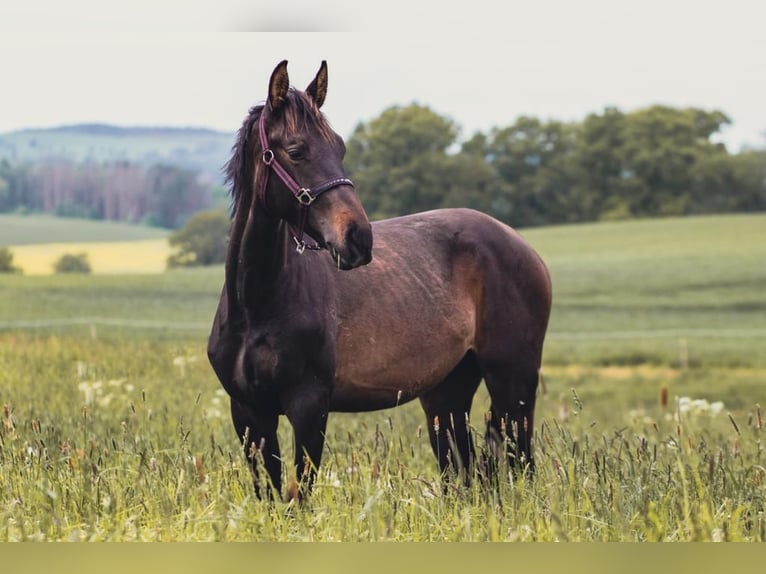 Sportivo Tedesco / Sportivo della Germania Stallone 4 Anni 165 cm Baio nero in Hohnstein