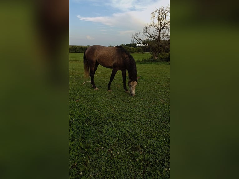 Sportivo Tedesco / Sportivo della Germania Stallone 4 Anni 166 cm Può diventare grigio in Ravensburg