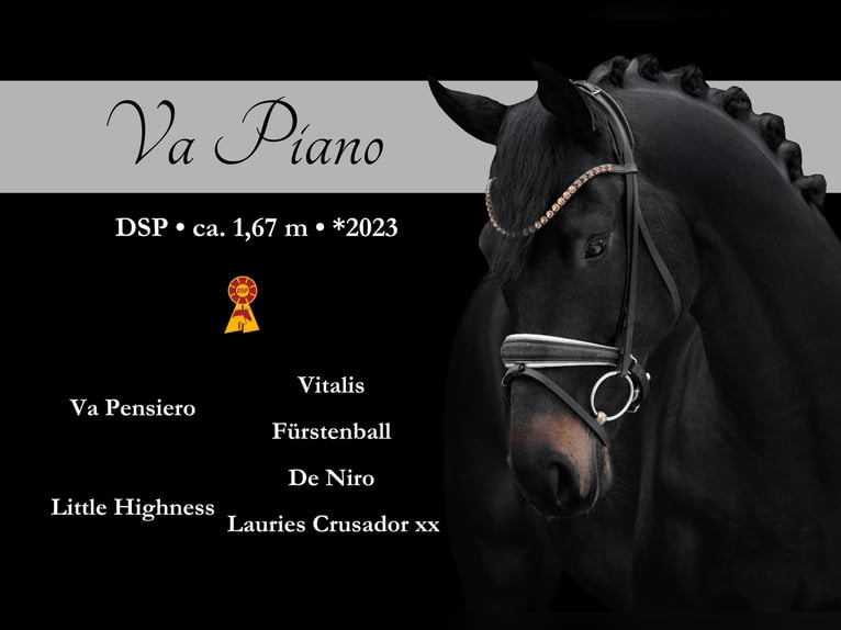 Sportivo Tedesco / Sportivo della Germania Stallone 4 Anni 167 cm Baio nero in Wehringen