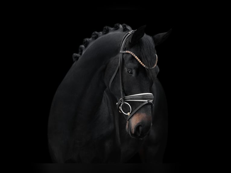 Sportivo Tedesco / Sportivo della Germania Stallone 4 Anni 167 cm Baio nero in Wehringen