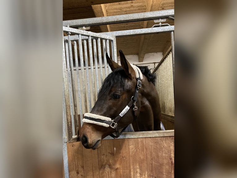 Sportivo Tedesco / Sportivo della Germania Stallone 4 Anni 168 cm Baio in Ebenweiler