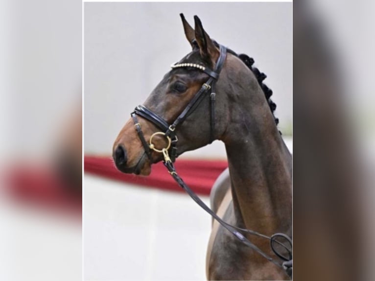 Sportivo Tedesco / Sportivo della Germania Stallone 4 Anni 168 cm Baio in Ebenweiler