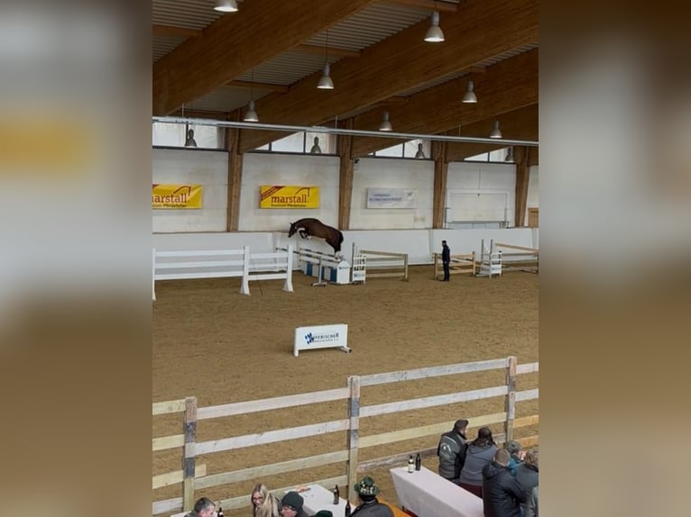 Sportivo Tedesco / Sportivo della Germania Stallone 4 Anni 169 cm Baio in Furth im Wald